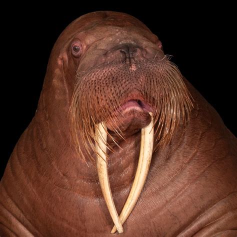 walrus